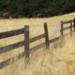 Golden grass and a wooden fence in Sonoma, CA